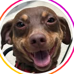 Creator avatar